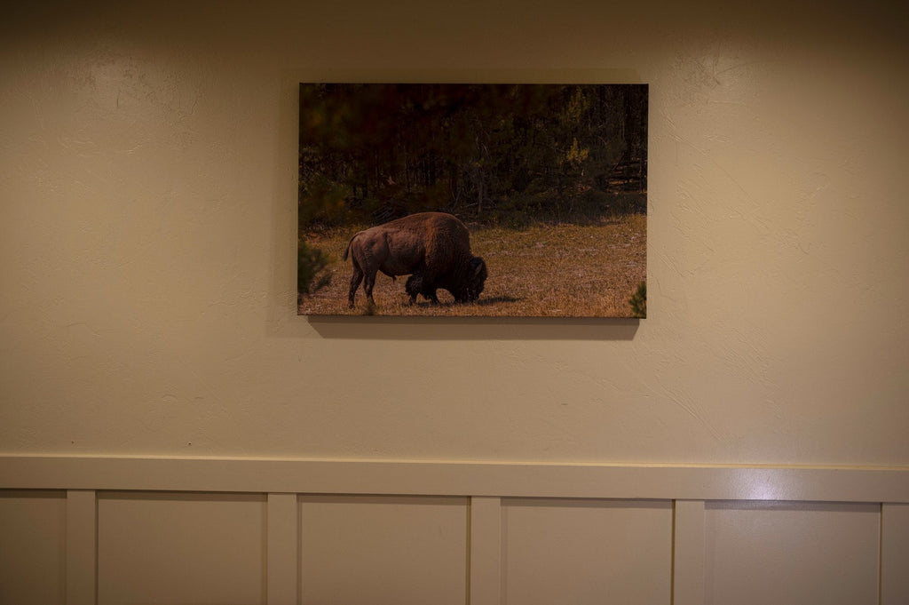 Gallery wrap bison canvas hanging level on a wall above white wainscoting